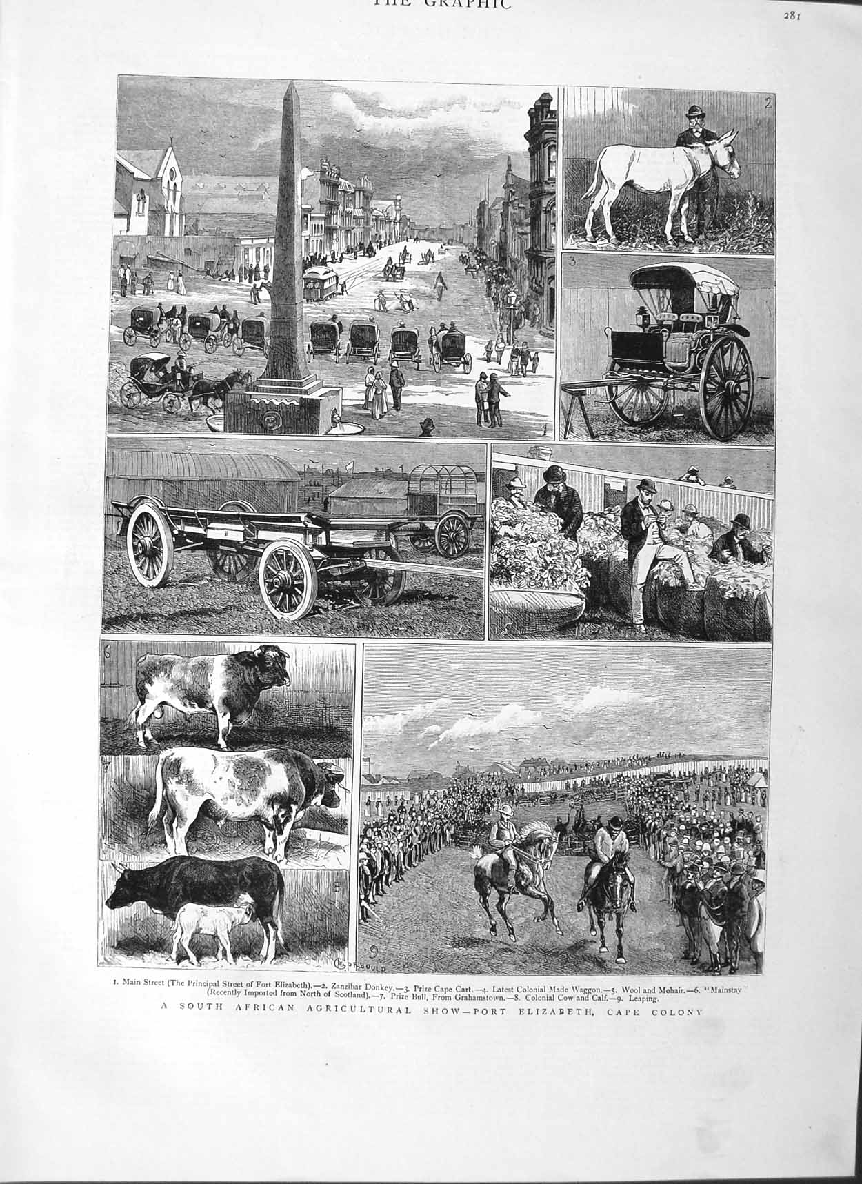 Original Old Antique Print 1882 Africa Agricultural Show Port Elizabeth Colony