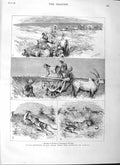 Original Old Antique Print 1882 India Hunting Black Buck Cheetah 19th