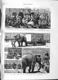 Original Old Antique Print 1882 Auction Myers Lions Elephants Hospital Woolwich