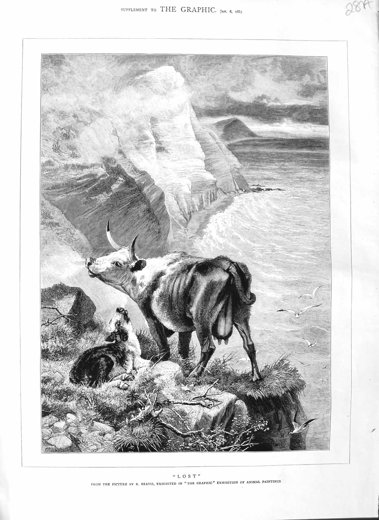 Original Old Antique Print 1883 Beavis Fine Art Cow Calf Cliff Top Sea Birds 0