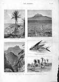 Old Antique Print 1883 Africa Madeira Sierra Leone Funchal Tenerife Fish 19th