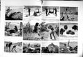 Antique Old Print 1883 Hunting Wyoming Cinnamon Bear Buffalo Bears Wolves 0 19th