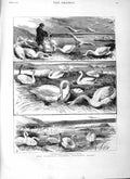 Original Old Antique Print 1883 Lord Ilchester Swannery Abbotsbury Dorset Swans