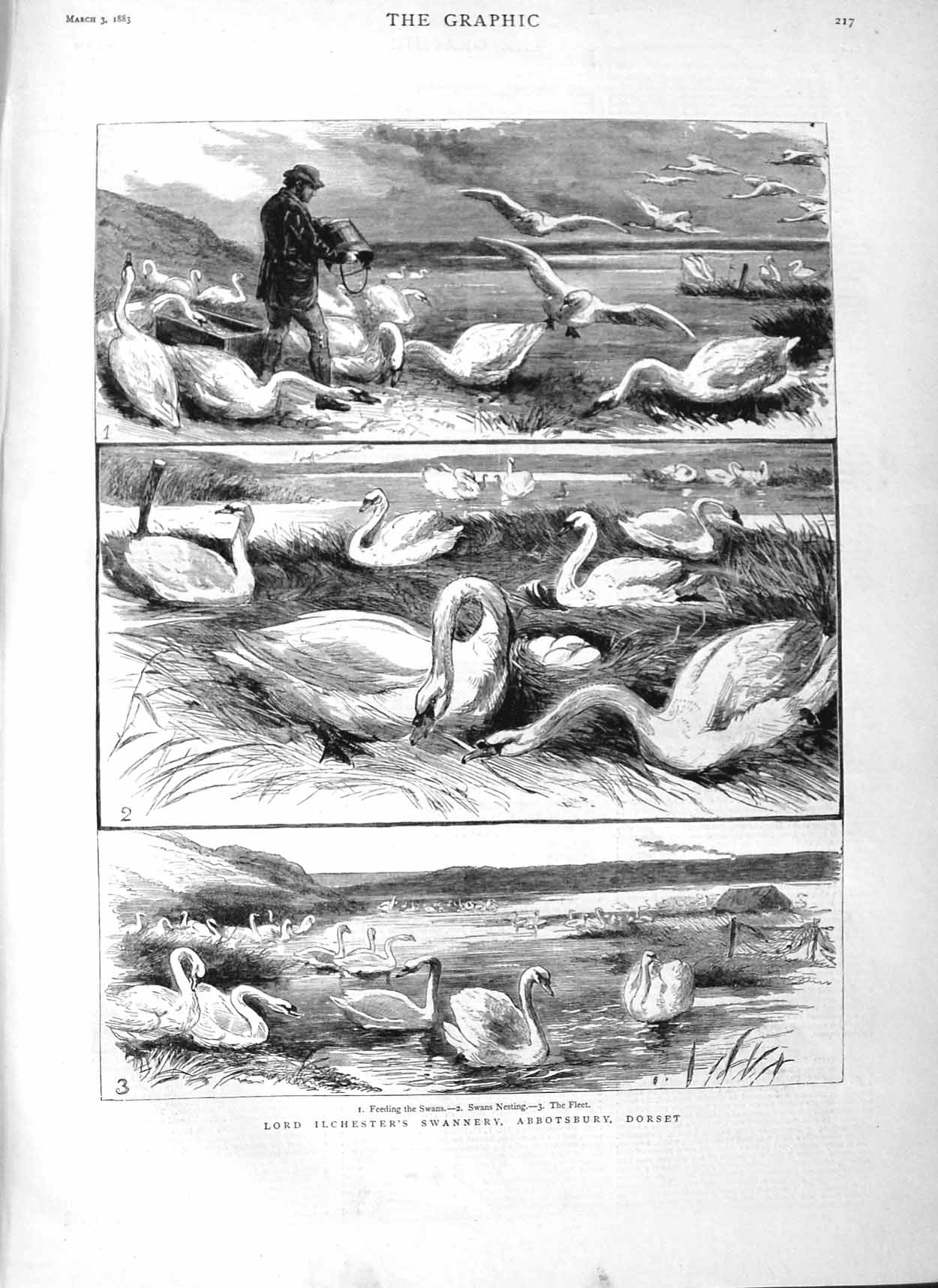 Original Old Antique Print 1883 Lord Ilchester Swannery Abbotsbury Dorset Swans