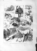 Original Old Antique Print 1883 Broncho Horses Royal Aquarium Nettle Victorian