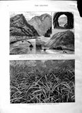 Original Old Antique Print 1883 Candian Pacific Railway Yale Pine-Apple Bahamas