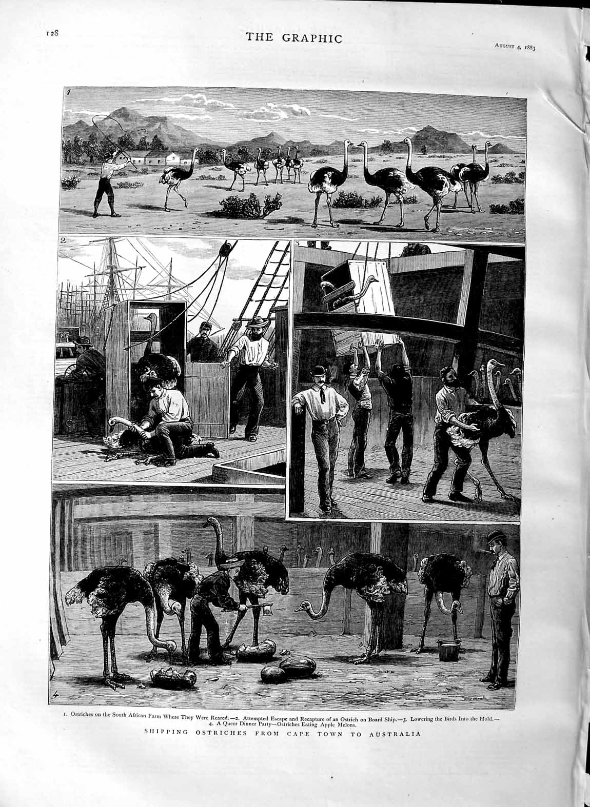 Original Old Antique Print 1883 Shipping Ostrich Cape Town Australia Ship Birds