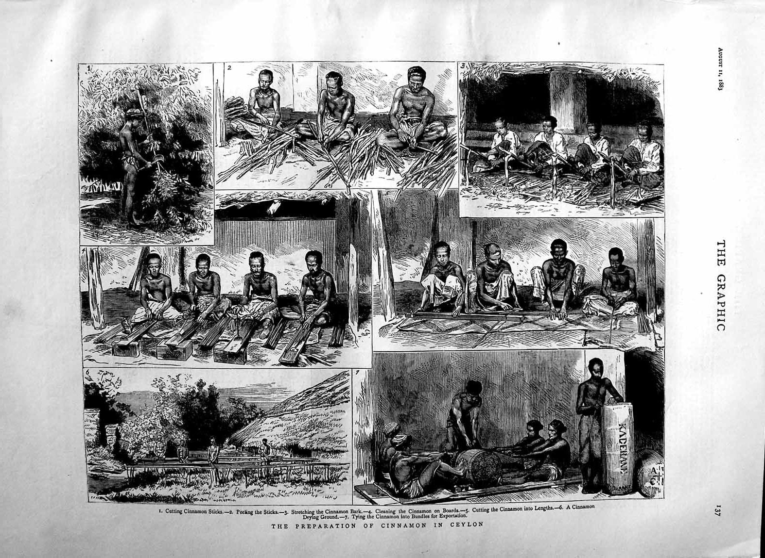 Original Old Antique Print 1883 Preparation Cinnamon Sticks Ceylon Industry