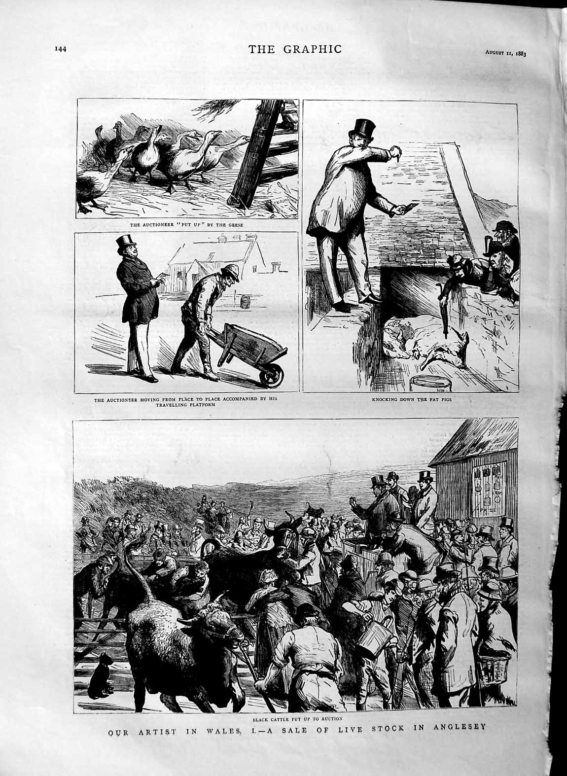Original Old Antique Print 1883 Wales Sale Livestock Anglesey Black Cattle 19th