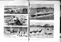 Original Old Antique Print 1883 Australia Stalking Emu Bullock Stockman Horses