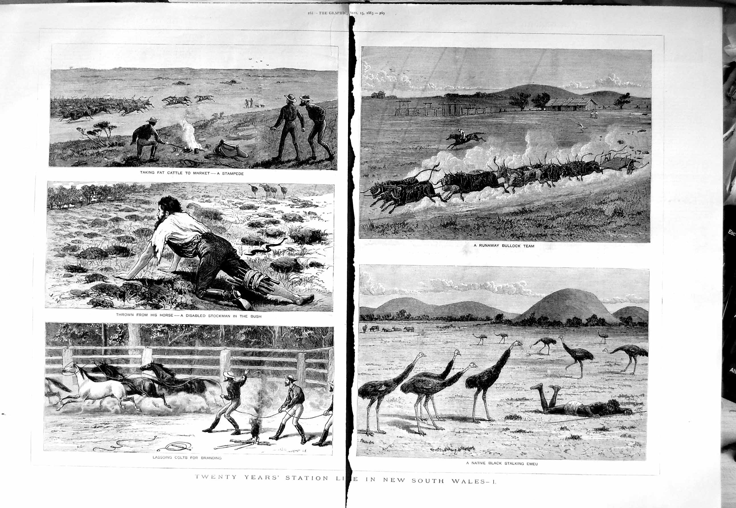 Original Old Antique Print 1883 Australia Stalking Emu Bullock Stockman Horses