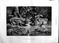 Original Old Antique Print 1884 Gaston Gelibert Fine Art Bunny Rabbits Nature