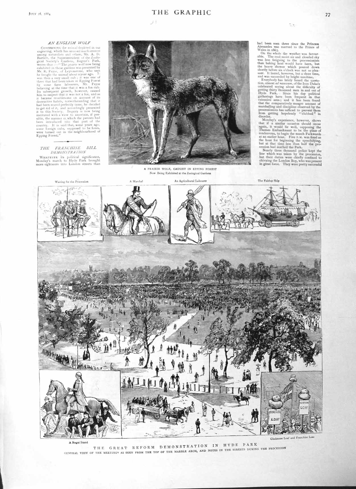 Original Old Antique Print 1884 Prairie Wolf Epping Hyde Park Reform Demons 19th
