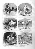 Original Old Antique Print 1884 Buck Shooting Guzerat India Camel Horses Sport