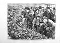 Original Old Antique Print 1884 Chrysanthemum Flower Show Temple Gardens London