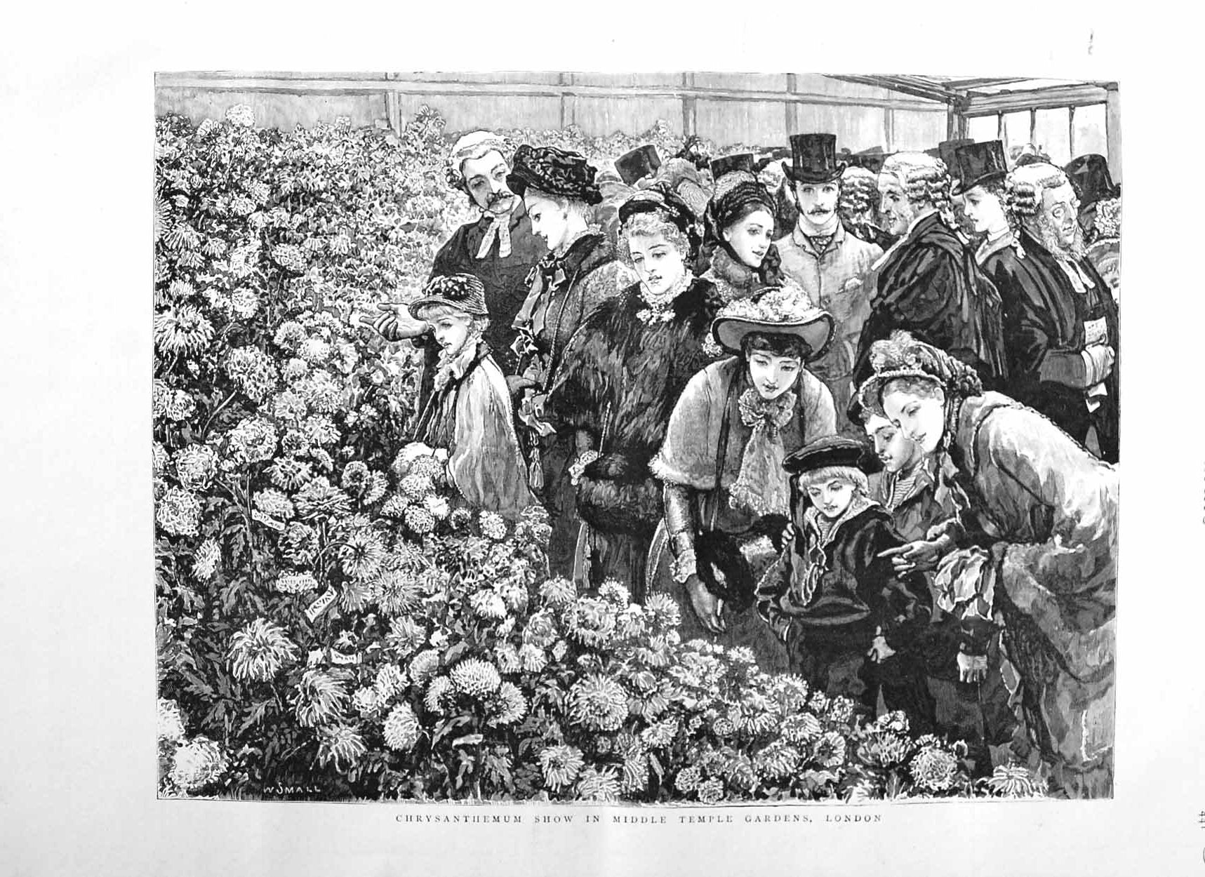 Original Old Antique Print 1884 Chrysanthemum Flower Show Temple Gardens London