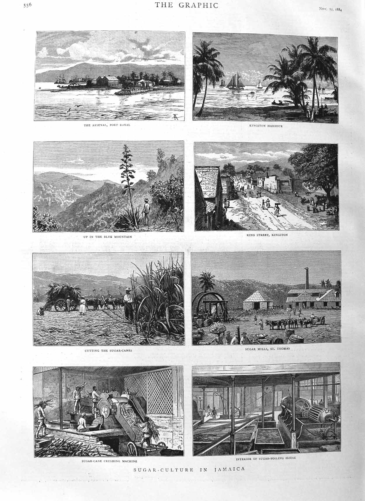 Original Old Antique Print 1884 Sugar Cane Jamaica Port Royal Kingston 19th