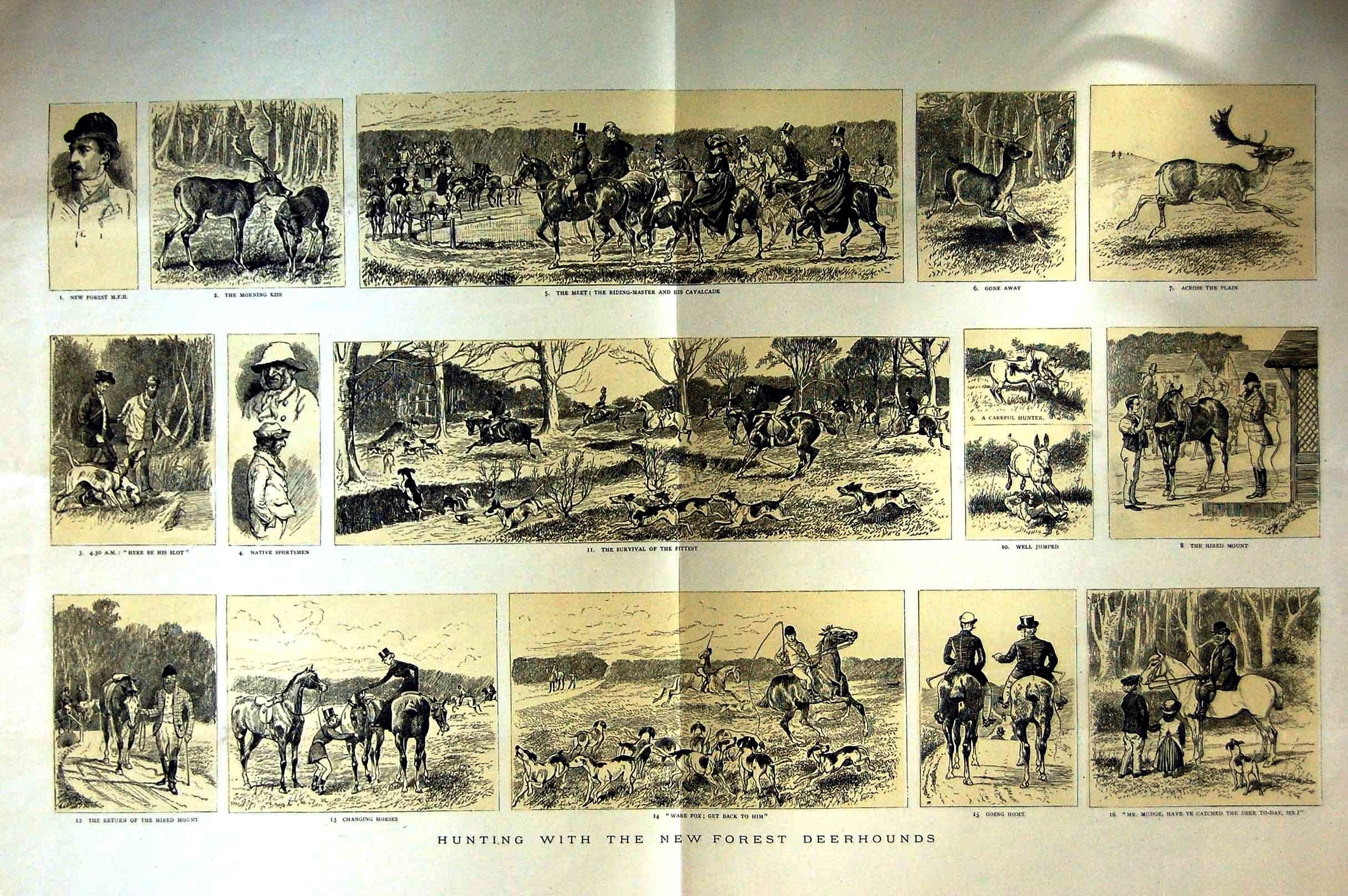 Original Old Antique Print 1885 Hunting New Forest Deerhounds Horses Victorian