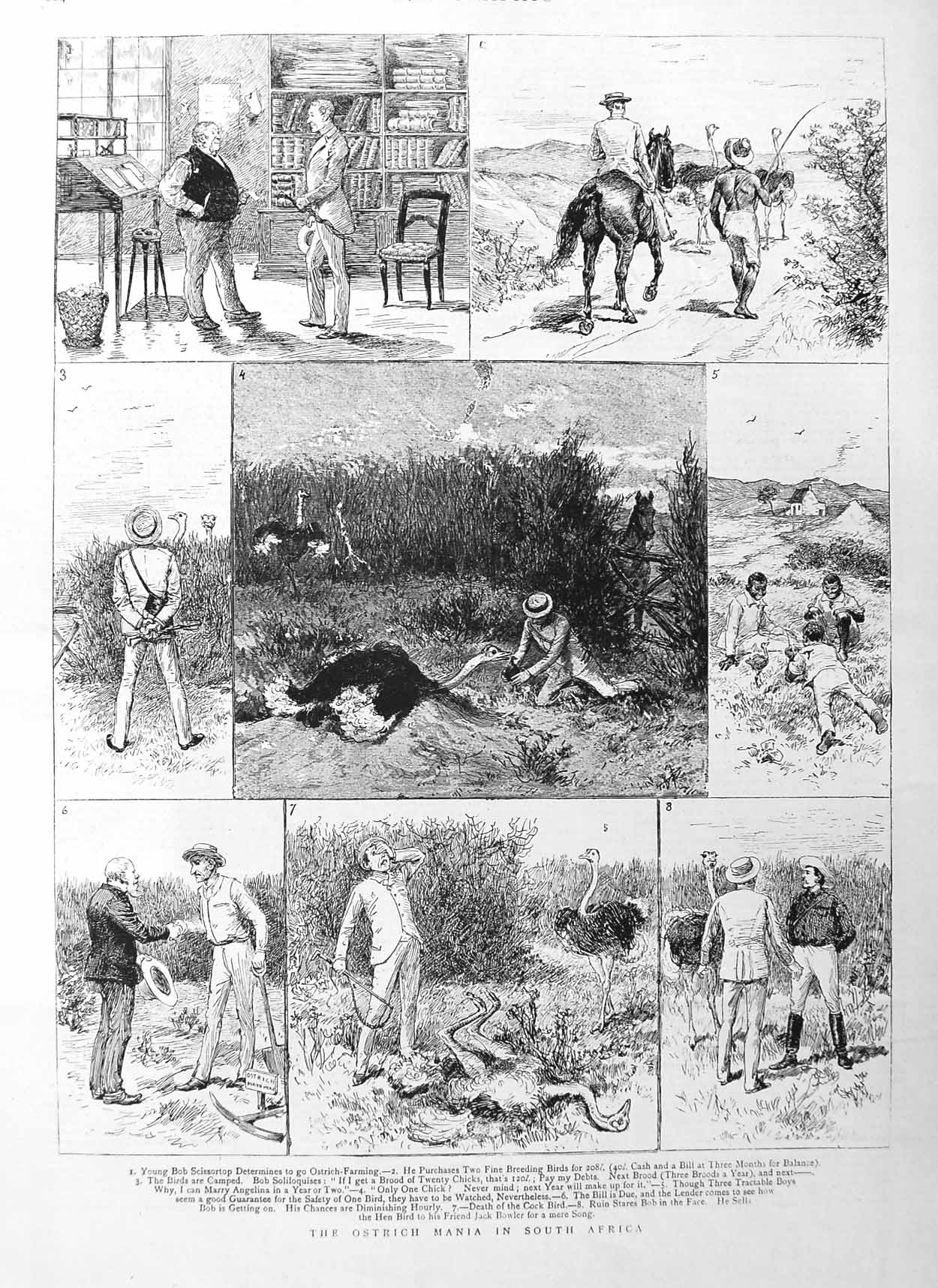 Original Old Antique Print 1885 Ostrich Farming South Africa Sketch Victorian