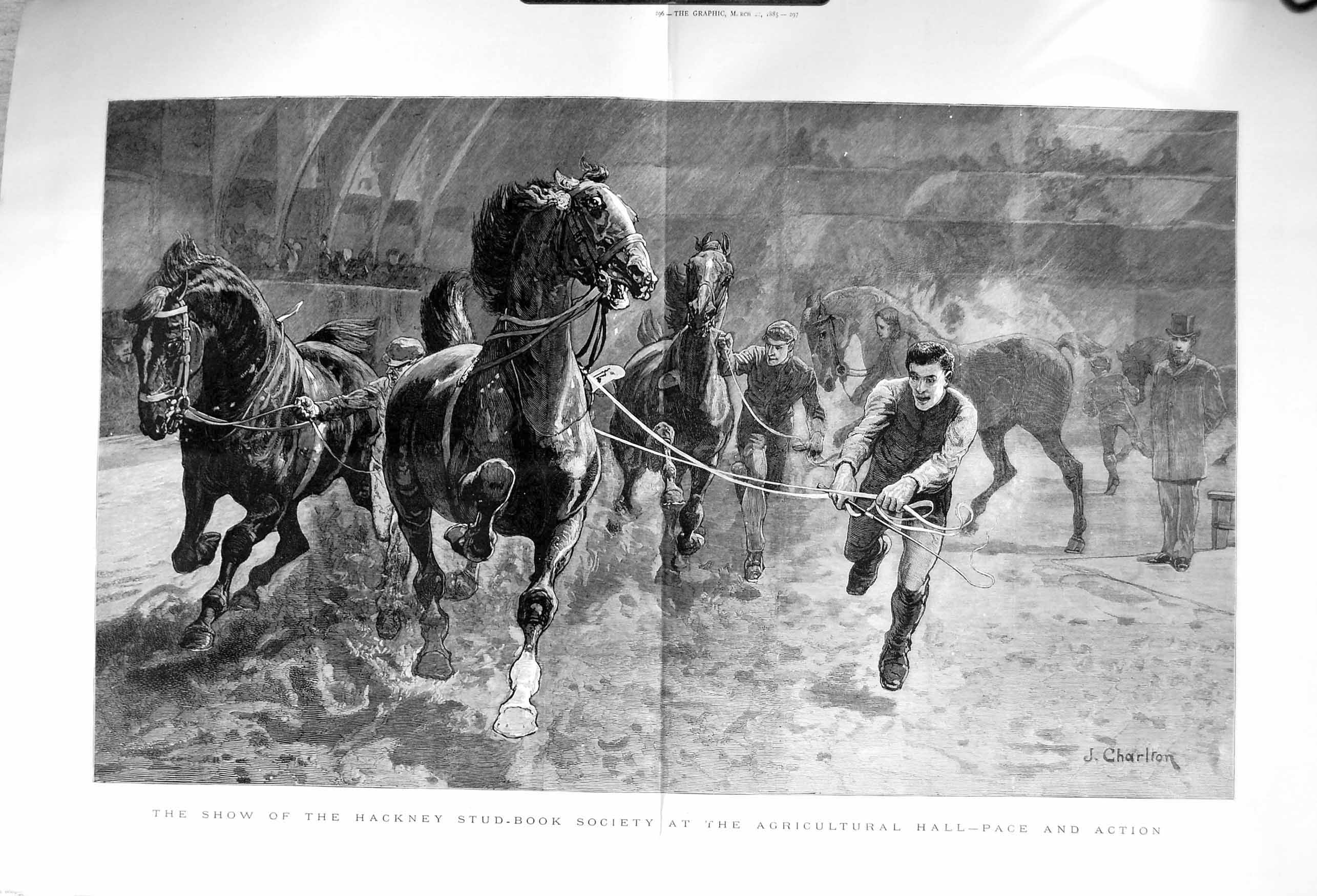 Original Old Antique Print 1885 Show Hackney Stud-Book Agricultural Hall 19th