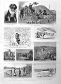 Old Antique Print 1885 Clyde Inverness Dog War Soudan Kimberley Diamond 19th