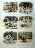 Original Old Antique Print 1885 Colour Farm Animals Geese Dog Nature Victorian