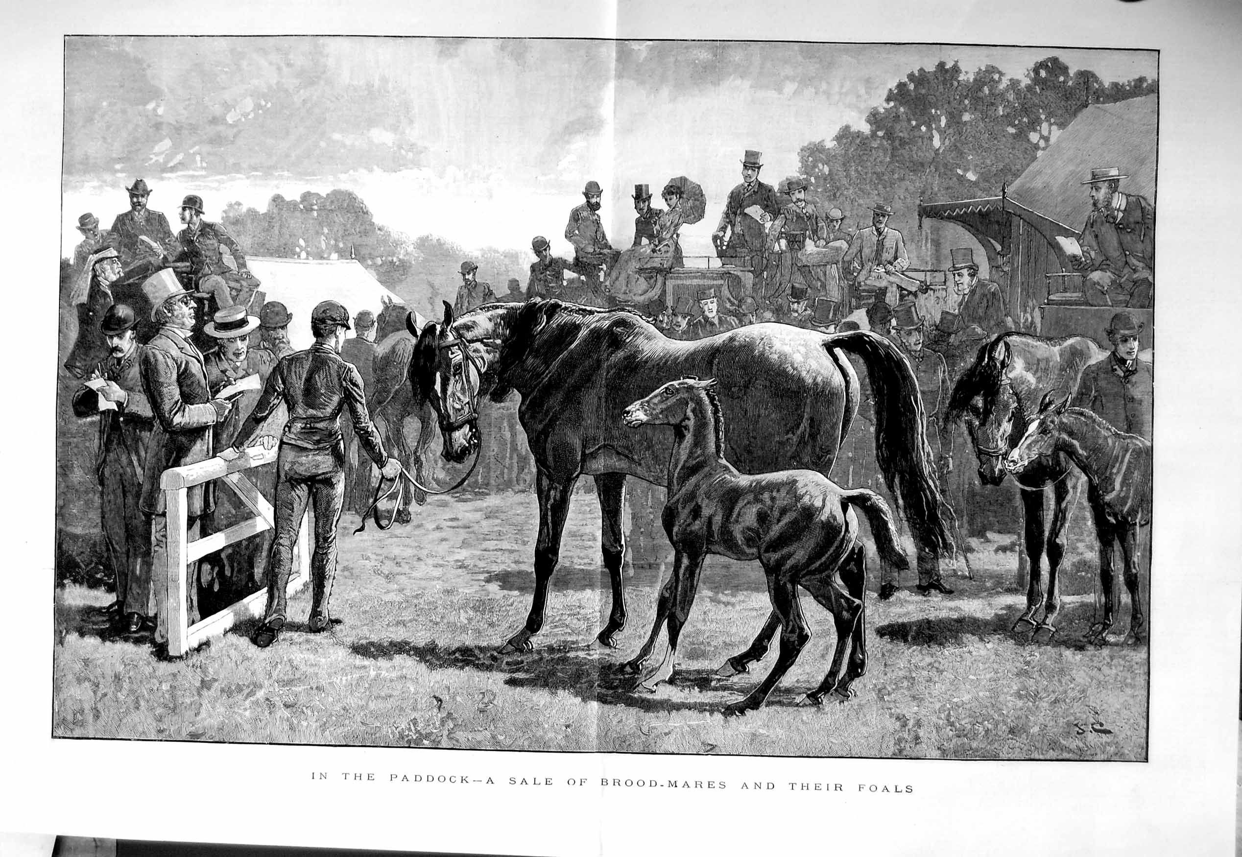 Original Old Antique Print 1885 Paddock Horses Sale Brood Mares Foals Fine Art