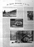 Original Old Antique Print 1885 Zoo Lion Nubia Yak Monkey Mohr Gazelle Pelicans