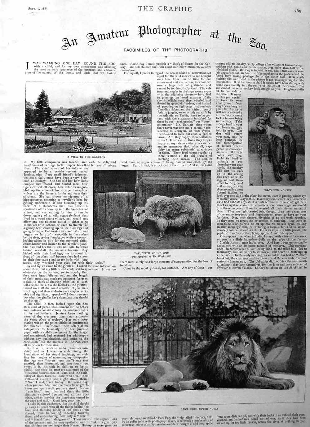 Original Old Antique Print 1885 Zoo Lion Nubia Yak Monkey Mohr Gazelle Pelicans