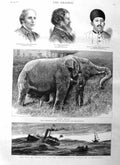 Original Old Antique Print 1885 Jumbo Elephant Gunboats Cape Wordsworth Khan