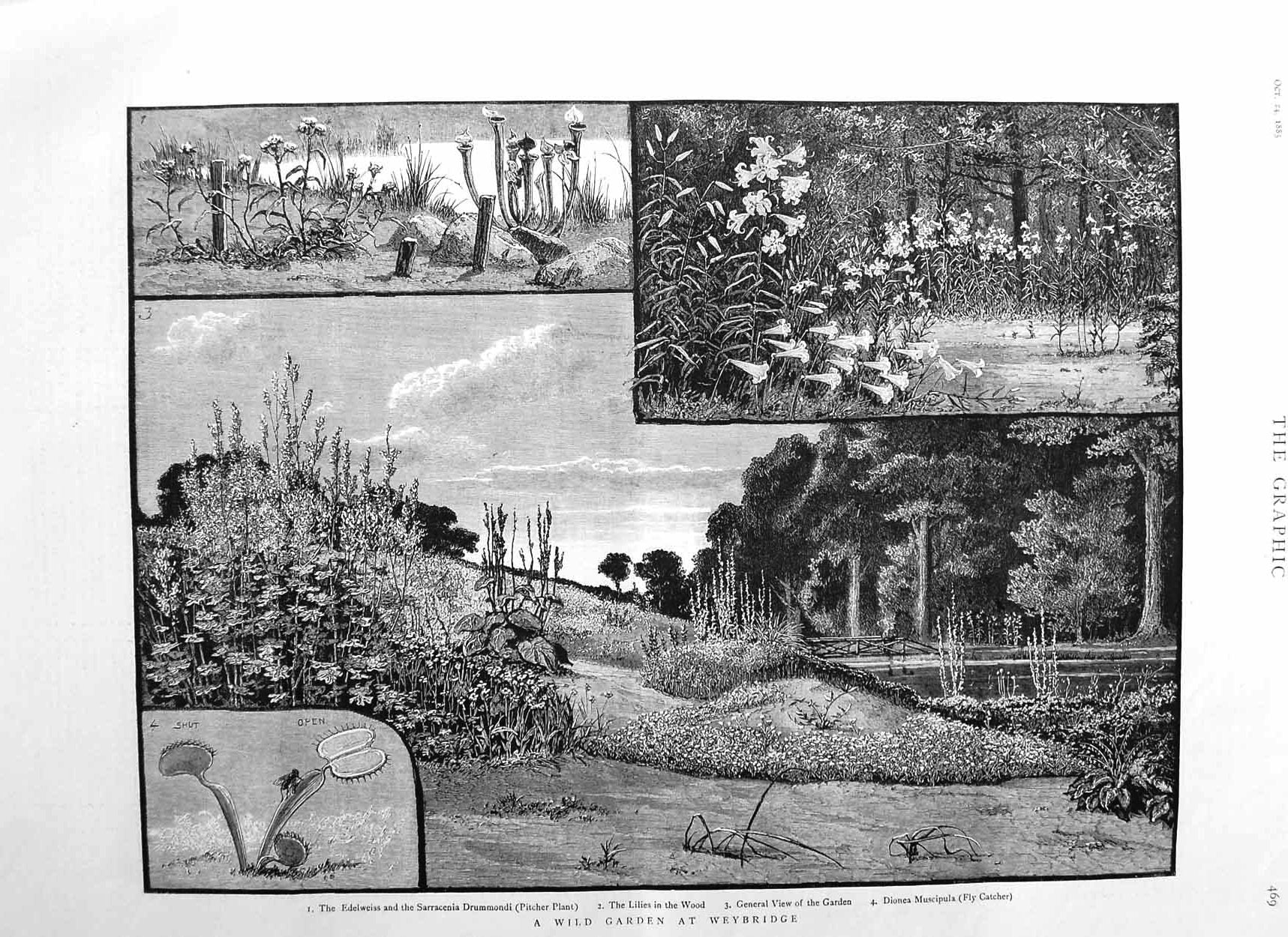 Original Old Antique Print 1885 Wild Garden Weybridge Lilies Edelweiss Flowers