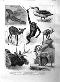 Original Old Antique Print 1885 Zoological Gardens Albatross Chimpanzee Animals