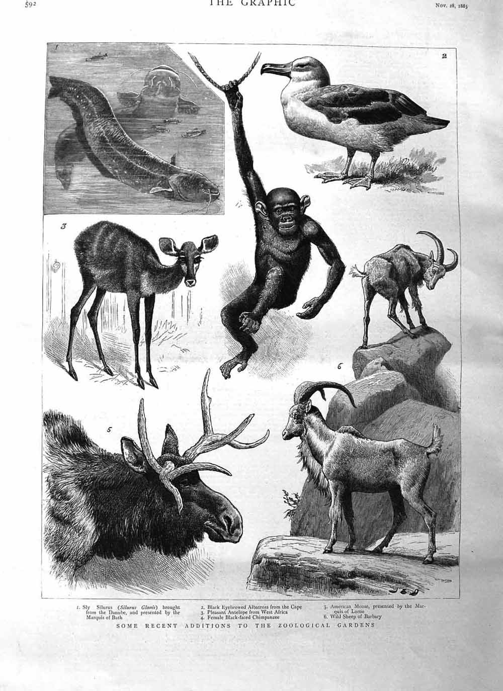 Original Old Antique Print 1885 Zoological Gardens Albatross Chimpanzee Animals