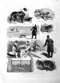 Original Old Antique Print 1885 Police Regulations Dogs Home Cat Muzzle Po 19th
