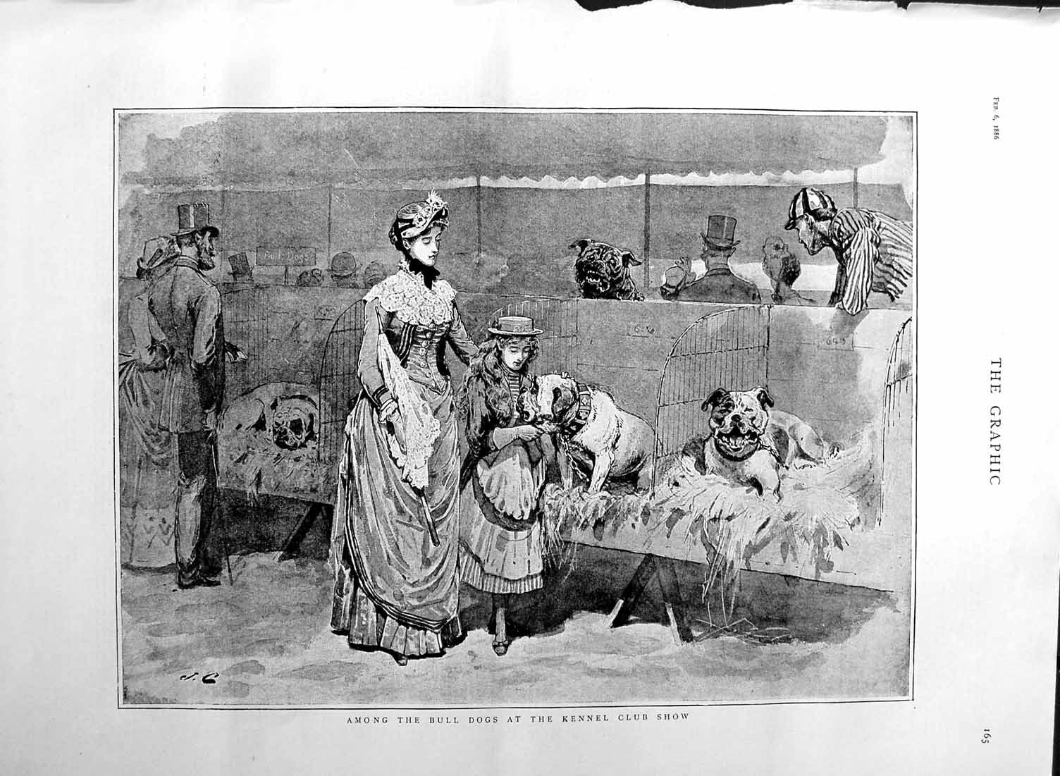Original Old Antique Print 1886 Bull Dogs Kennel Club Show Pets 19th