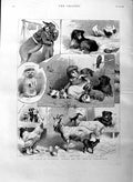 Original Old Antique Print 1886 Donkey Pet Show Manchester Dog Goats Birds Cats