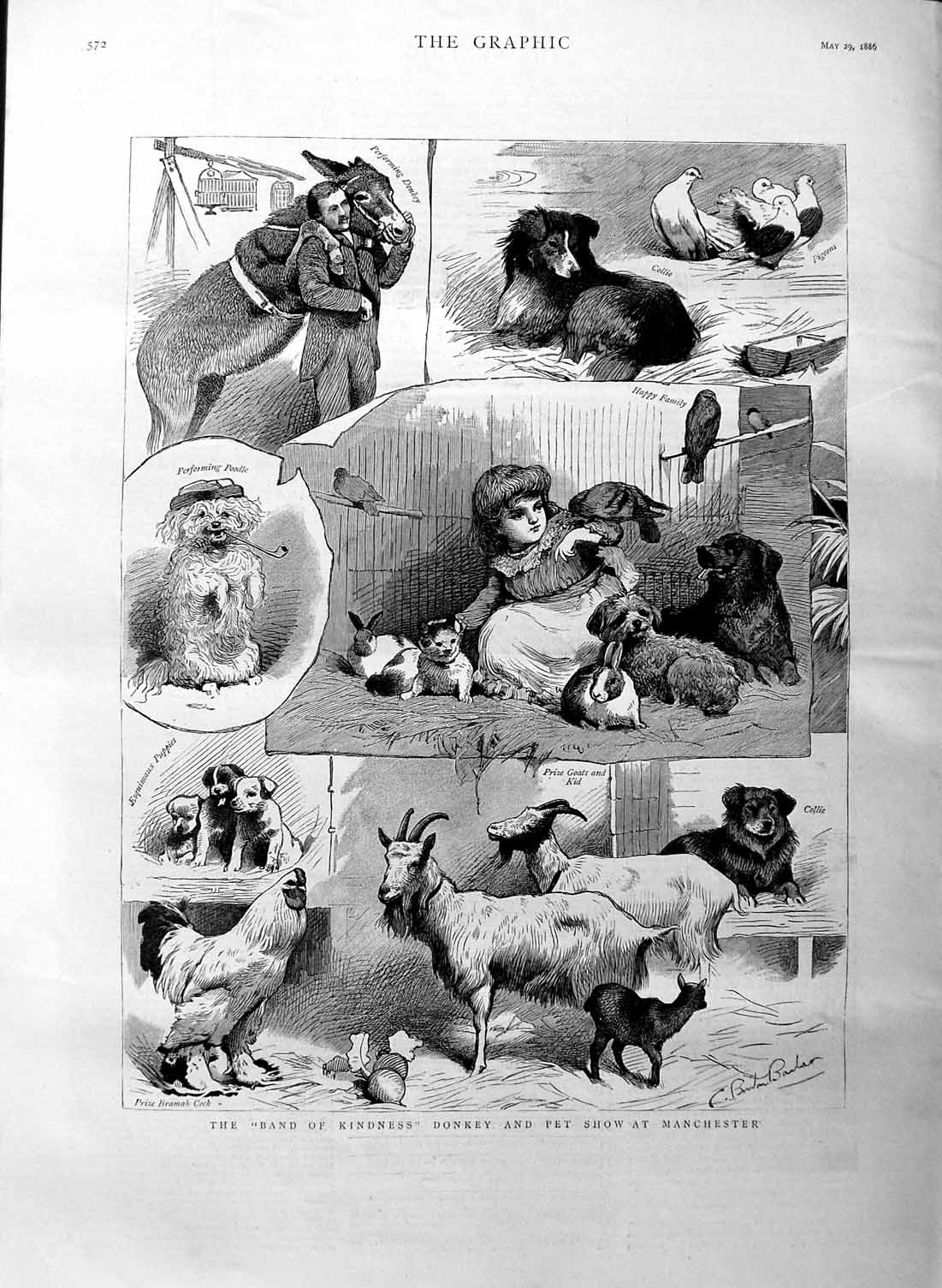 Original Old Antique Print 1886 Donkey Pet Show Manchester Dog Goats Birds Cats