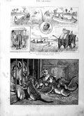 Old Antique Print 1886 Lion Cubs Zoological Dublin Burma Elephants Choung 19th
