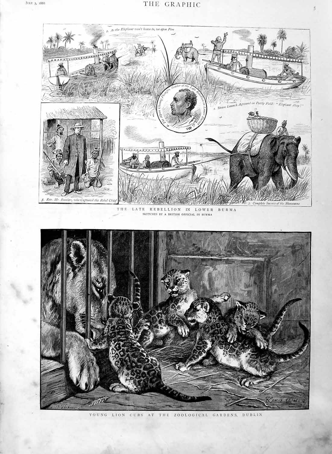 Old Antique Print 1886 Lion Cubs Zoological Dublin Burma Elephants Choung 19th