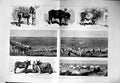 Old Antique Print 1886 Agricultural Show Wadhwan Kattywar India Bullocks 0 19th