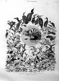 Original Old Antique Print 1886 Water Birds British Islands Nature Victorian