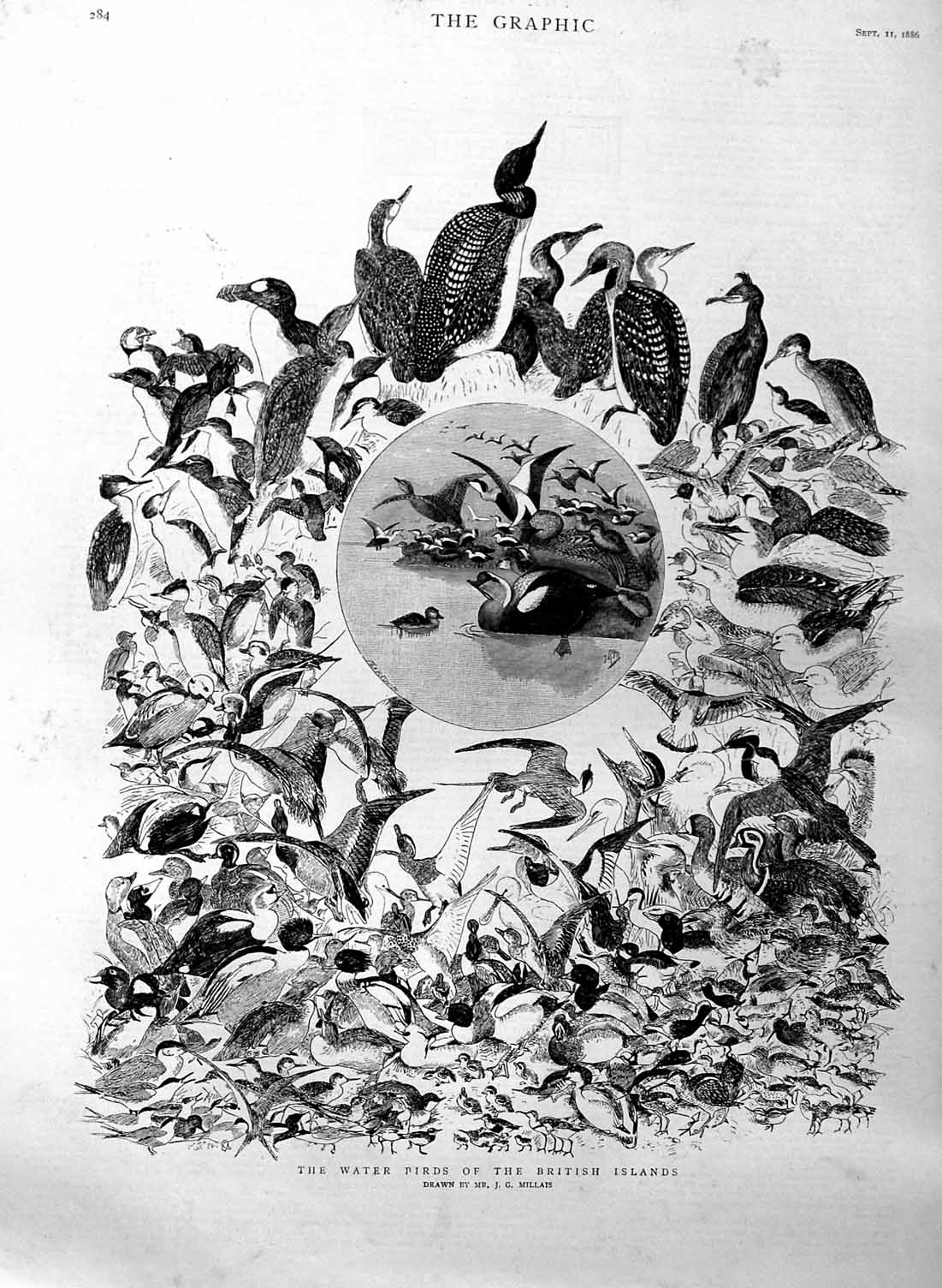 Original Old Antique Print 1886 Water Birds British Islands Nature Victorian