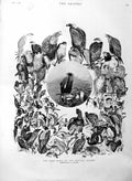 Original Old Antique Print 1886 Land Birds British Islands Prey Nature 19th