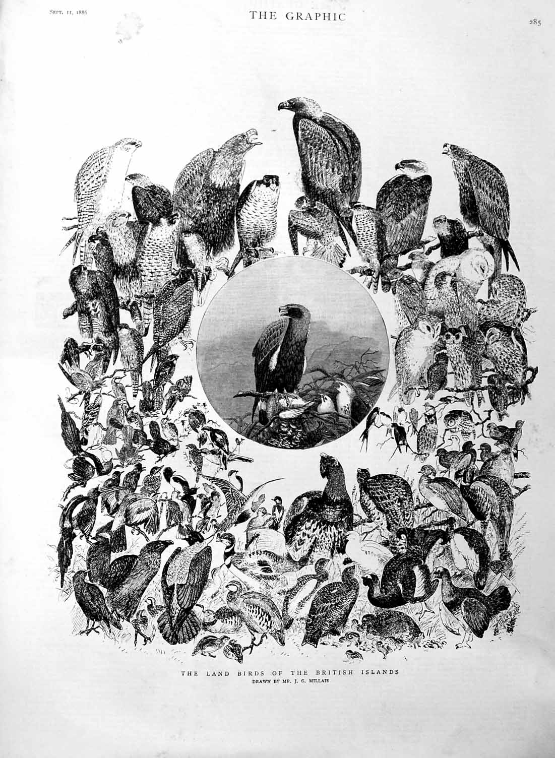 Original Old Antique Print 1886 Land Birds British Islands Prey Nature 19th