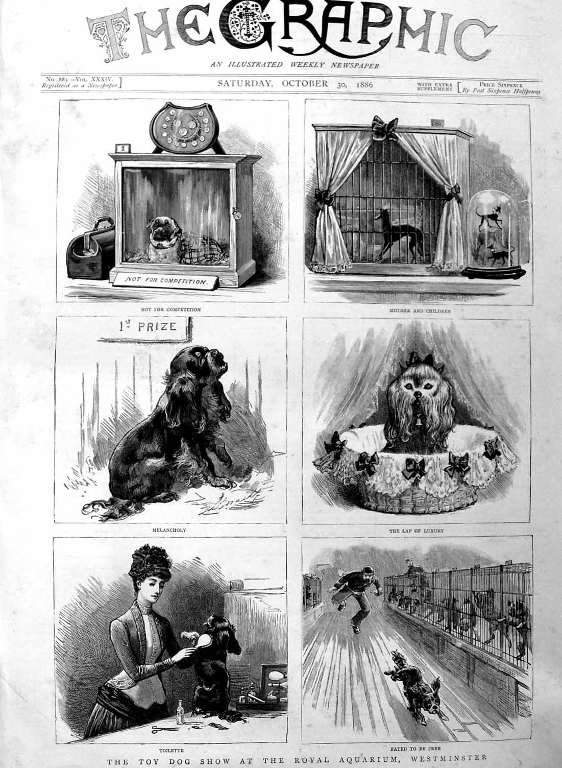 Original Old Antique Print 1886 Toy Dog Show Royal Aquarium Westminster 19th