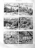Original Old Antique Print 1886 Indian Tiger Hunting Antelope Wild Animals 19th