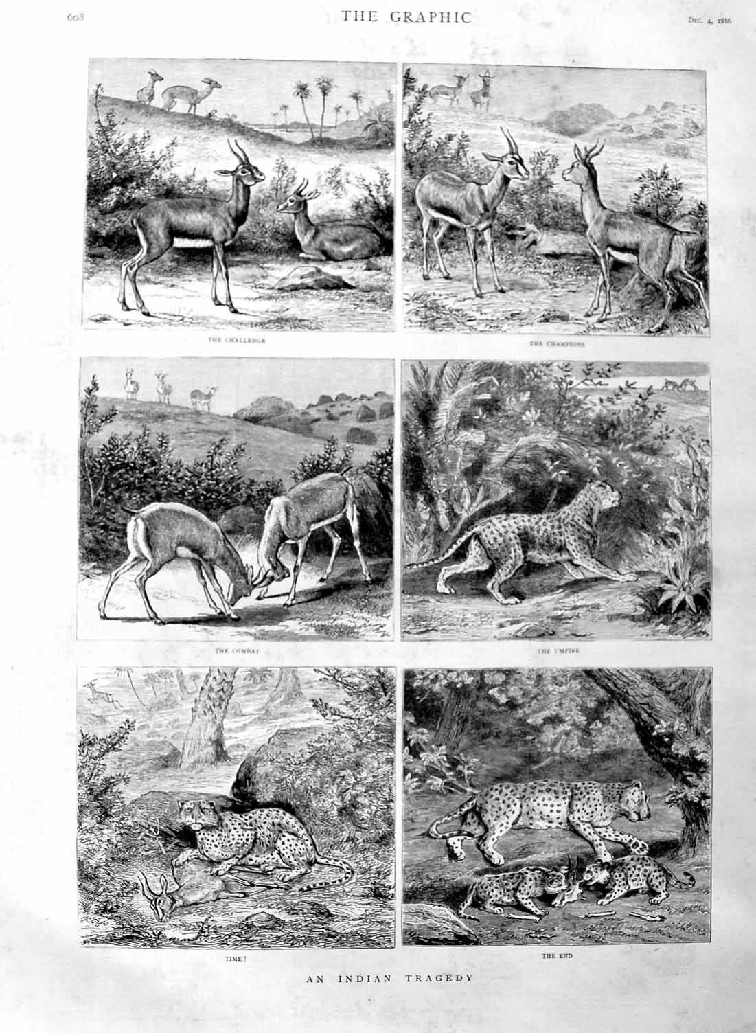 Original Old Antique Print 1886 Indian Tiger Hunting Antelope Wild Animals 19th