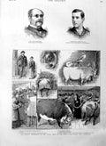 Original Old Antique Print 1886 Cattle Show Islington Robertson Duke Victorian