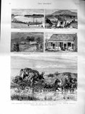 Original Old Antique Print 1887 GMining Transvaal Africa Pretoria Coetzee 19th
