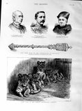 Old Antique Print 1887 Lion Cubs Zoological Gardens Mace Brighton Petit 19th